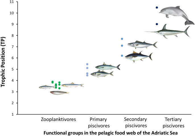 The pelagic food web of the Western Adriatic Sea: a focus on the role of  small pelagics