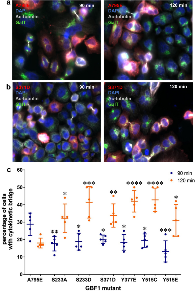 Site-specific phosphorylations of the Arf activator GBF1 differentially  regulate GBF1 function in Golgi homeostasis and secretion versus  cytokinesis