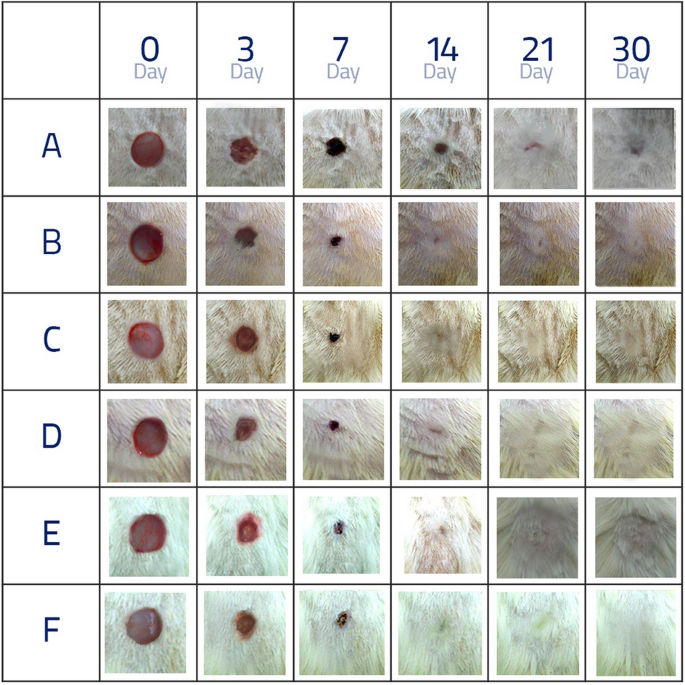 Accelerated wound healing induced by spinach extract in experimental model diabetic rats with streptozotocin | Scientific Reports Accelerated wound healing induced by spinach extract in experimental model diabetic rats with streptozotocin | Scientific Reports