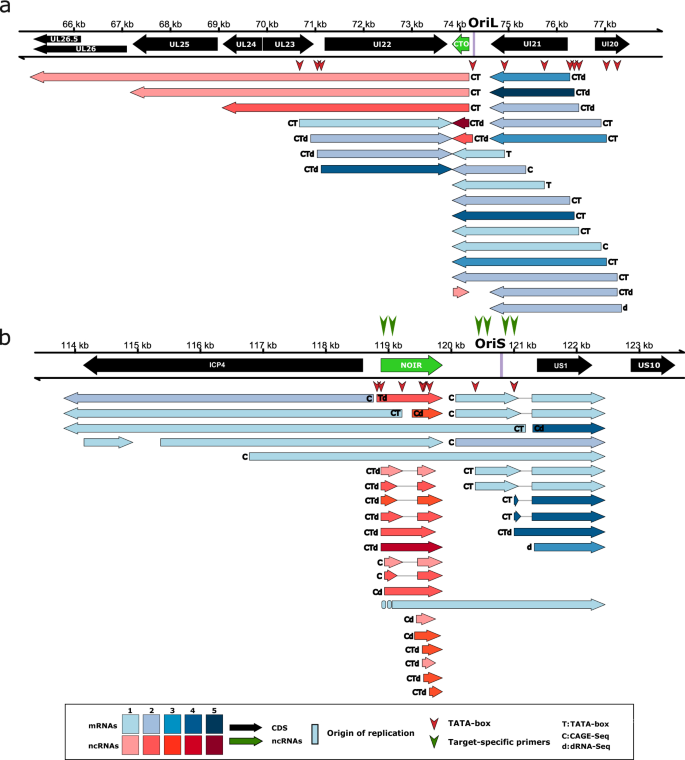 Nucleic Acid Sequence-Based Amplification, a New Method for Analysis of  Spliced and Unspliced Epstein-Barr Virus Latent Transcripts, and Its  Comparison with Reverse Transcriptase PCR