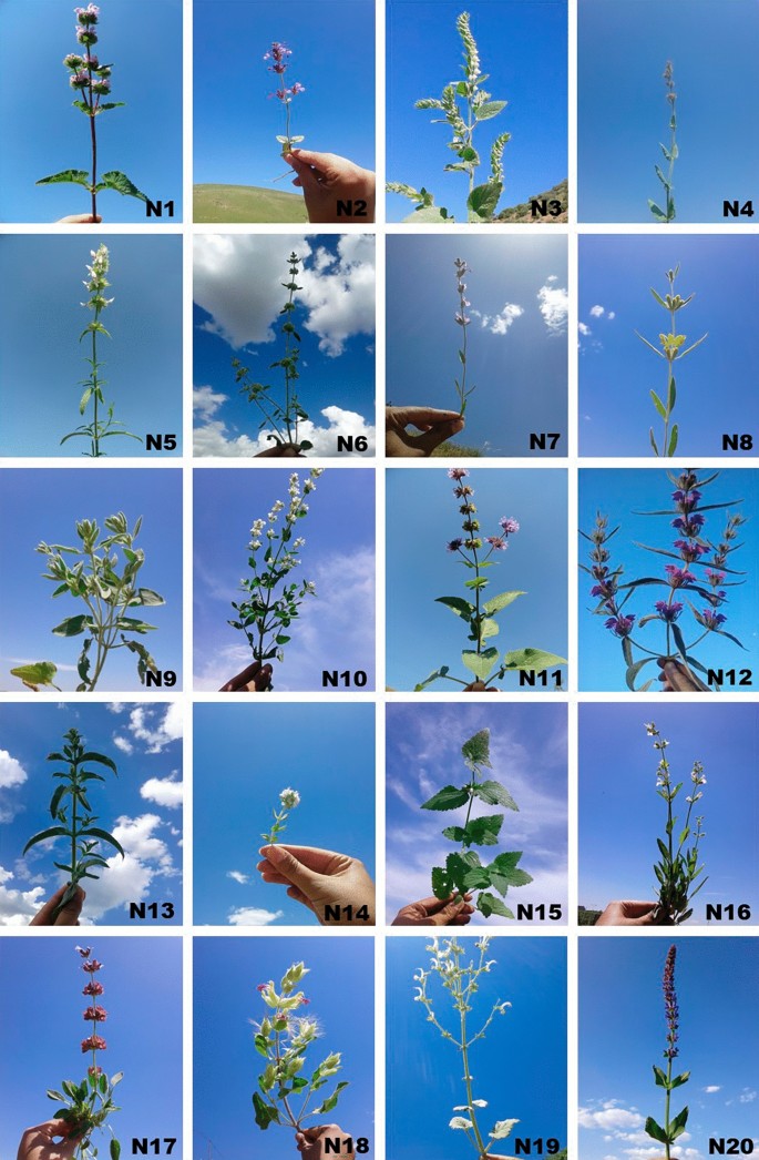 Screening of 20 species from Lamiaceae family based on 