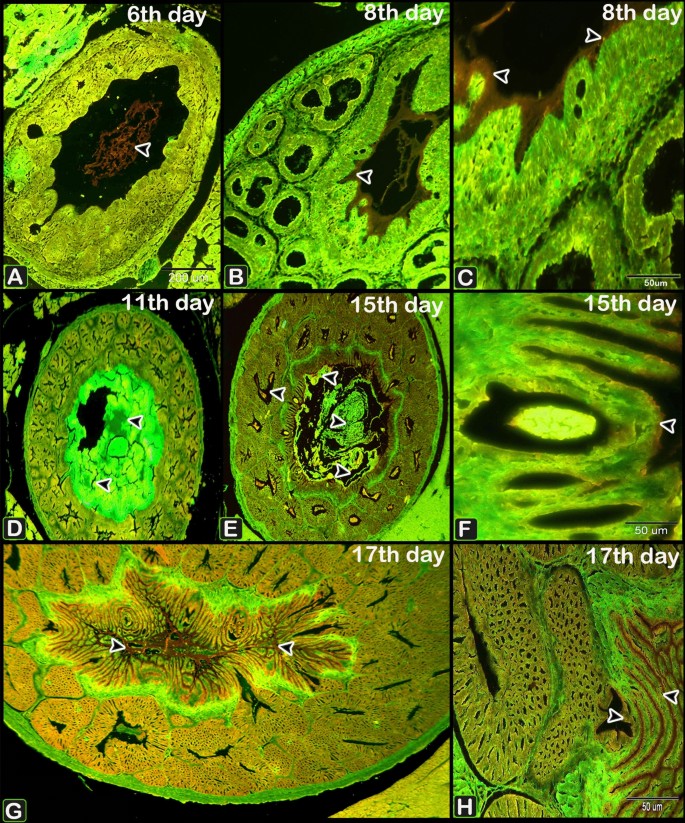 figure 22