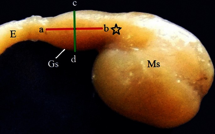 figure 28