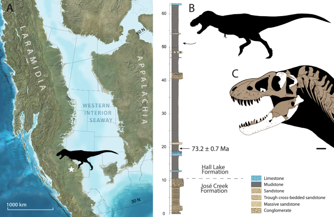 ティラノサウルス・レックスに最も近い新種の恐竜の可能性(New dinosaur species may be closest known relative of Tyrannosaurus rex)
