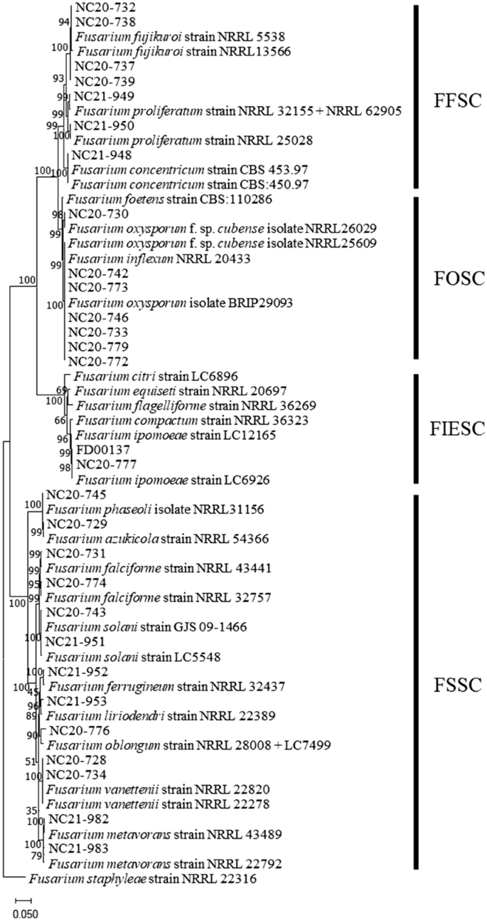 Diversity and pathogenic characteristics of the Fusarium species isolated  from minor legumes in Korea | Scientific Reports