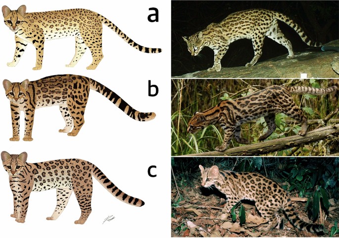 Ecological modeling, biogeography, and phenotypic analyses setting 