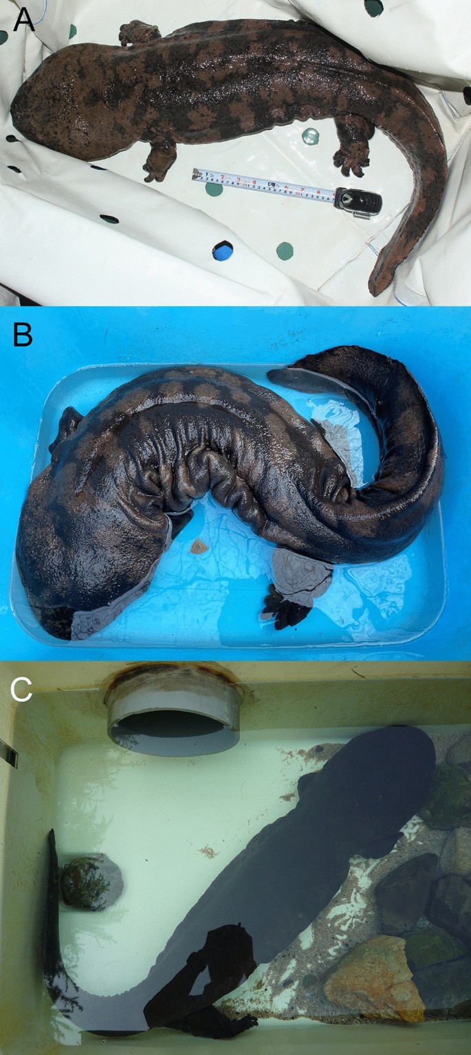 Chinese giant salamander - Wikipedia, image size:685x1534
