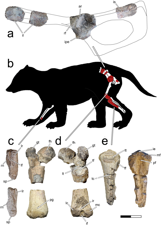 A large therian mammal from the Late Cretaceous of South America 