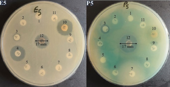 phd thesis on green synthesis of nanoparticles figure 10