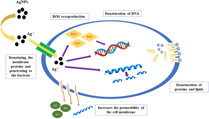 phd thesis on green synthesis of nanoparticles figure 11