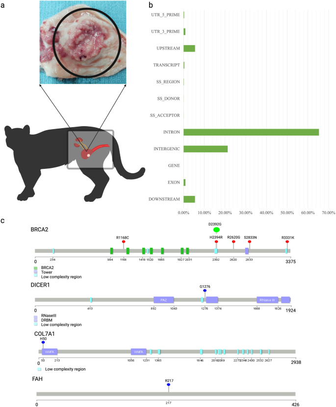 A chromosome-scale fishing cat reference genome for the evaluation of  potential germline risk variants
