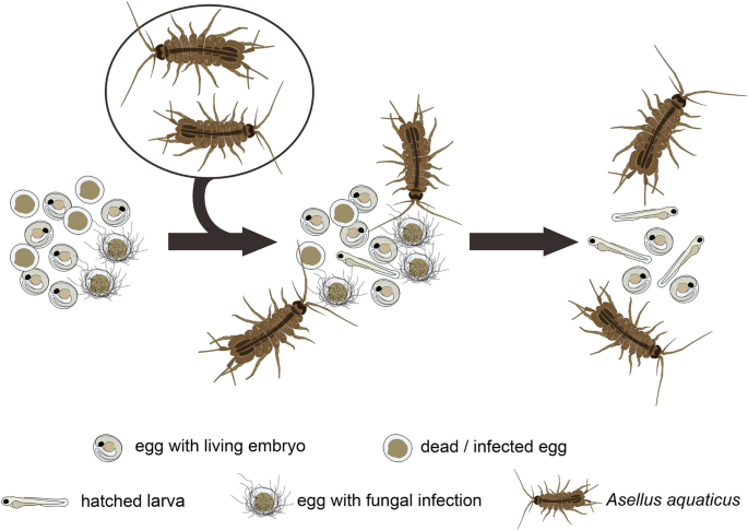 Removal of dead fish eggs by Asellus aquaticus as a potential biological  control in aquaculture
