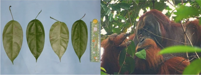 Registran por primera vez a un orangután herido curándose a sí mismo con una planta medicinal 