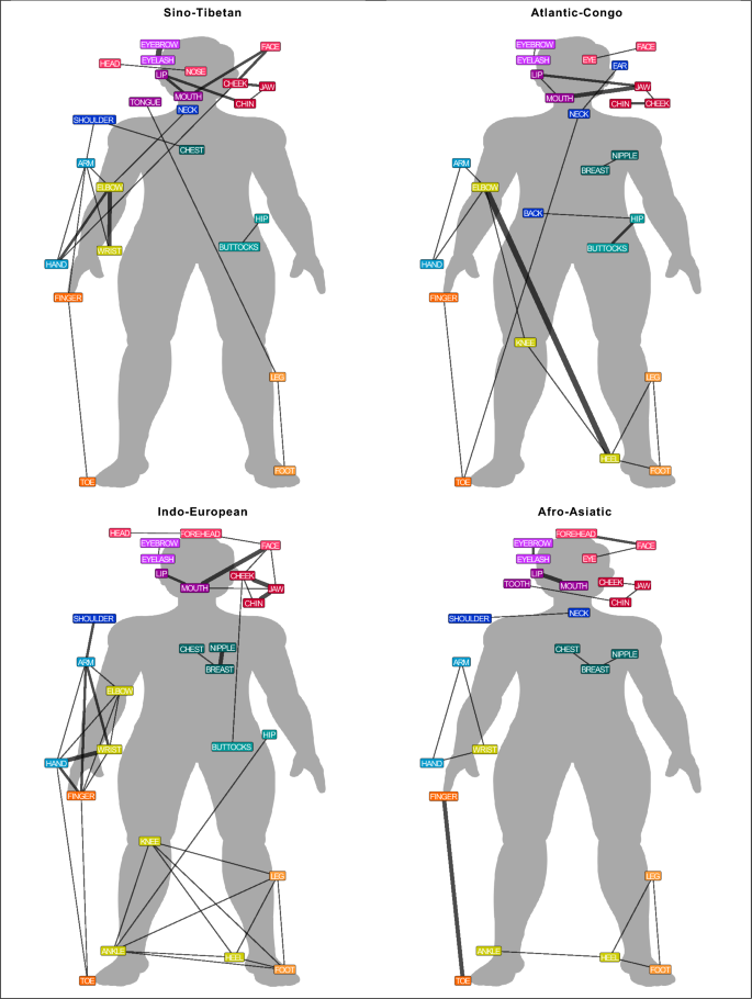 人体語彙の多様性(Variability in human body vocabularies)