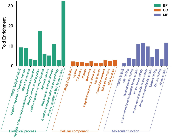 Unraveling the therapeutic potential of quercetin and quercetin-3-O ...