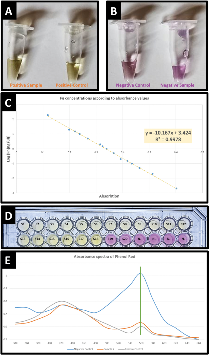 Rapid detection of FadA in Fusobacterium nucleatum using the 