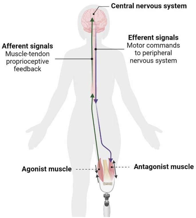 Resting state neurophysiology of agonist–antagonist myoneural 