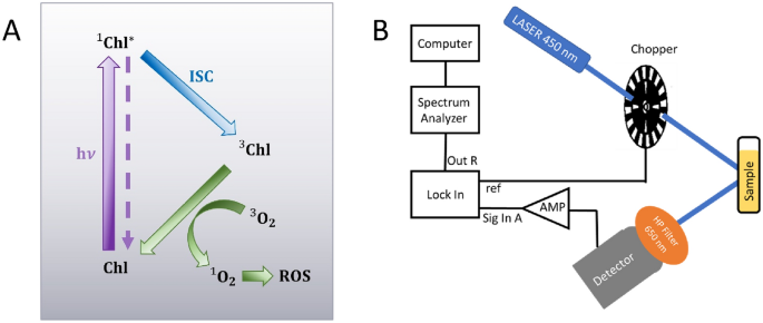 Probing the design principles of photosynthetic systems through ...