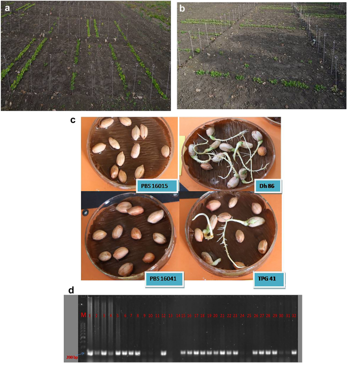 A comprehensive phenotypic and genot…