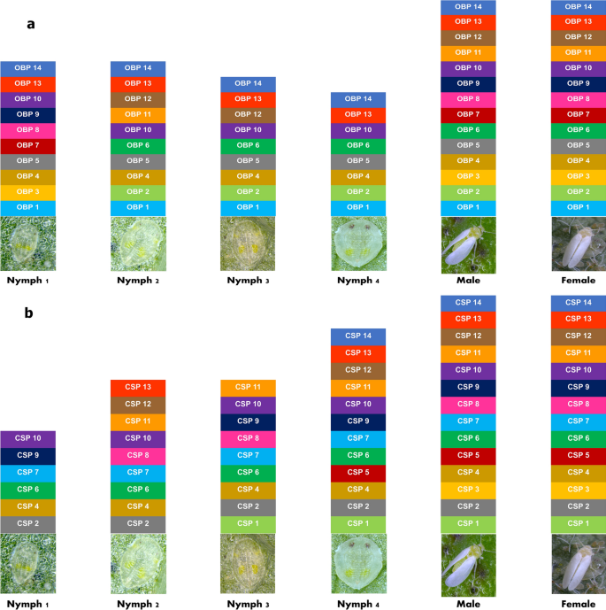 Variations in the expression of odorant binding and chemosensory ...
