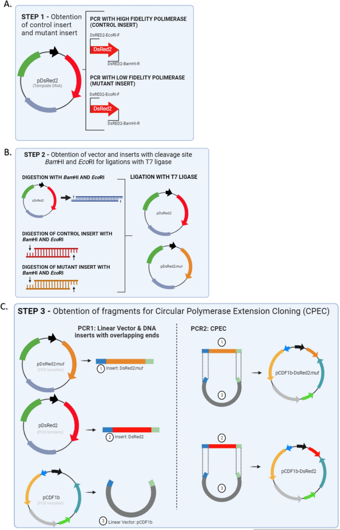 vector insert ligation ratio figure 1