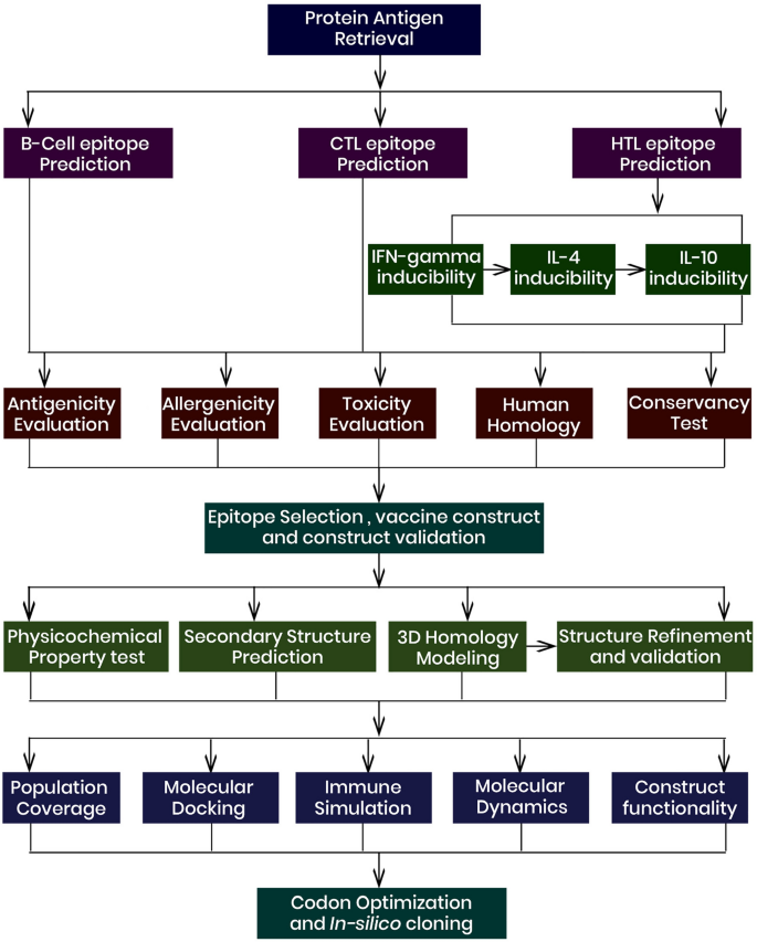 Exploring the nuclear proteins, viral capsid protein, and early 