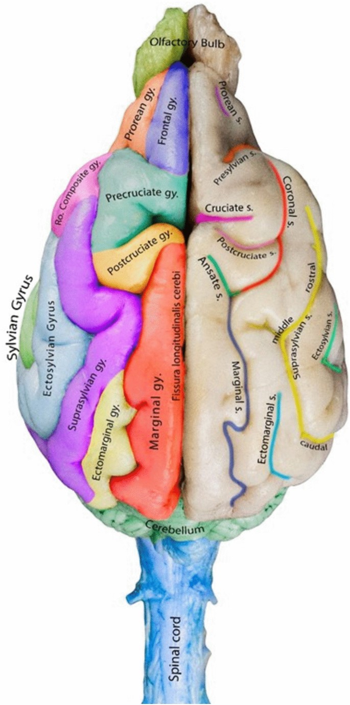 Mapping of the exterior architecture of the mesocephalic canine brain |  Scientific Reports, image size:685x1379