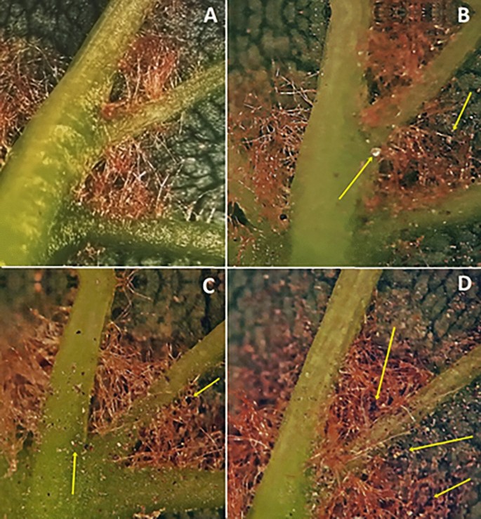 Particulate matter hinders the development and reproduction of 