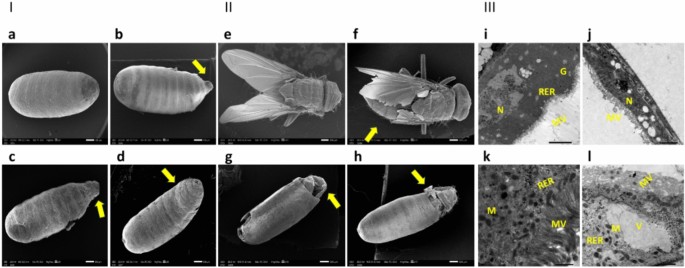 Assessing the toxicity of green Agaricus bisporus based Cadmium  