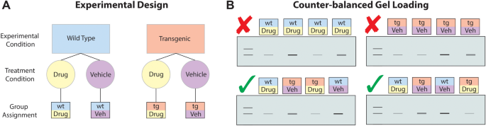 the scientific method example experiments figure 2