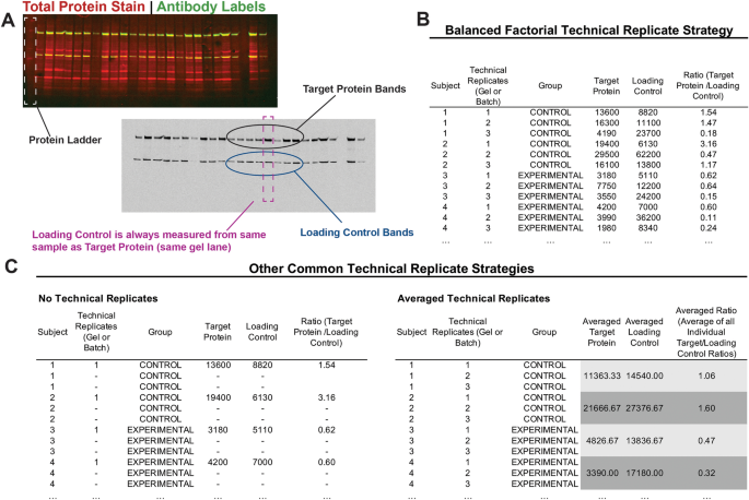 the scientific method example experiments figure 3