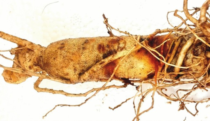 glutathione shrimp Natural strategies to improve growth and health of farmed shrimp