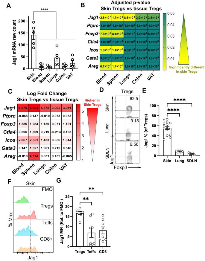 Jagged-1+ skin Tregs modulate cutaneous wound healing | Scientific Reports