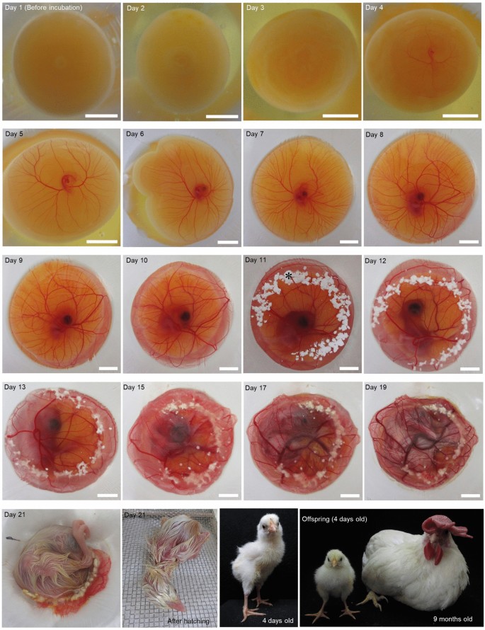 Real-time visualisation of developing chick embryos cultured in 