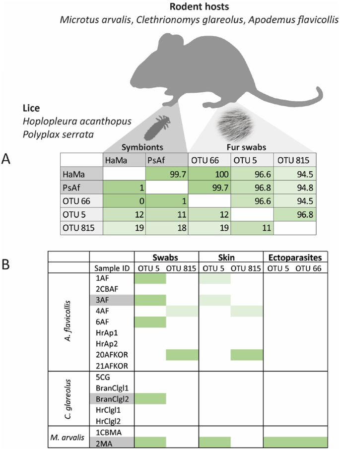 Fur microbiome as a putative source of symbiotic bacteria in sucking