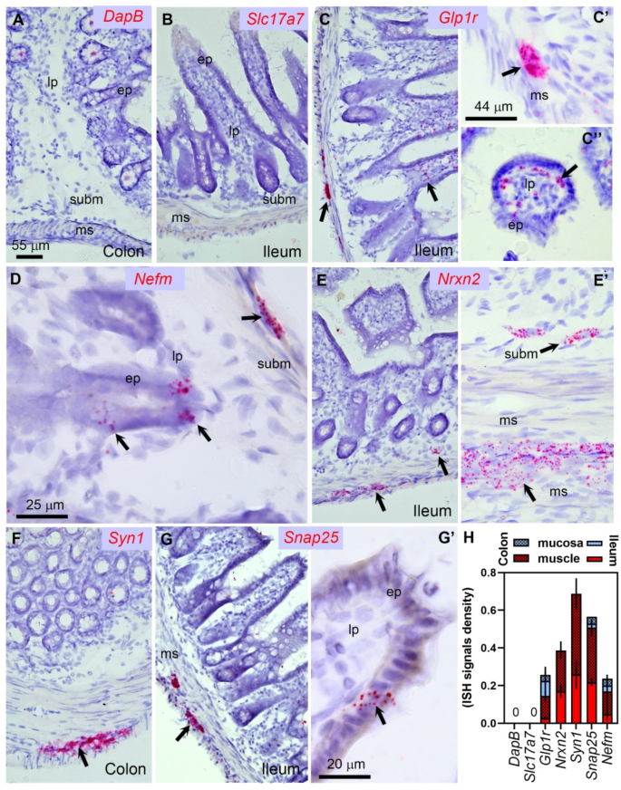 Limited evidence for anatomical contacts between intestinal GLP-1 cells and  vagal neurons in male mice