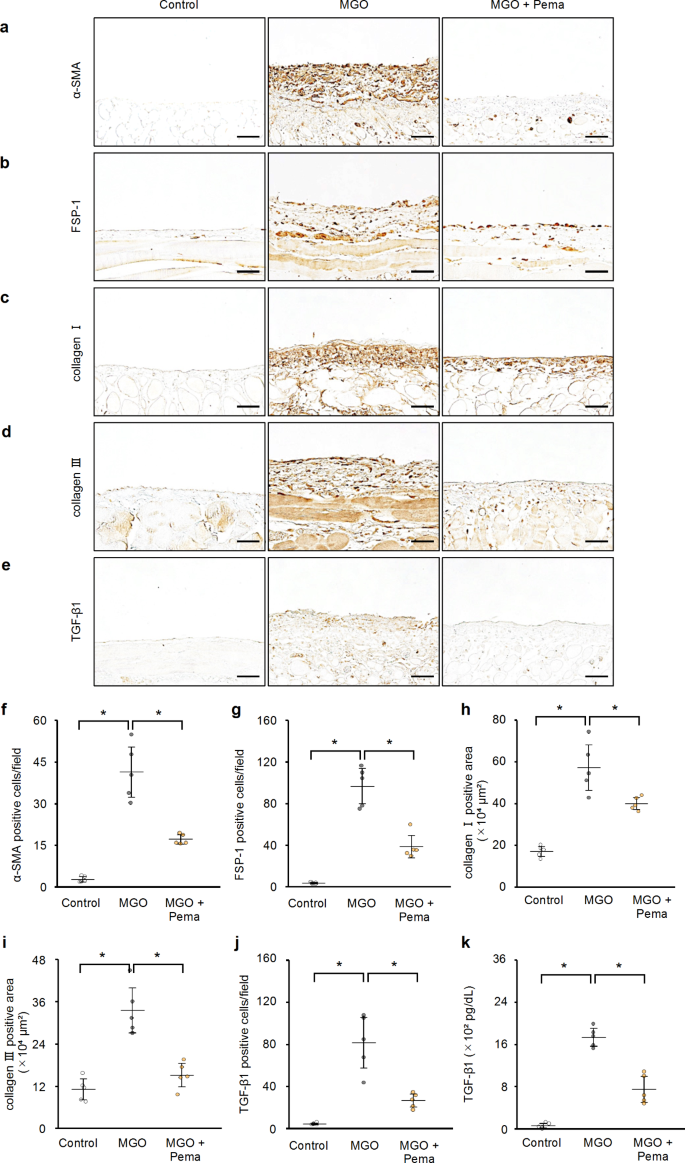 Selective activation of PPARα by pemafibrate mitigates peritoneal  inflammation and fibrosis through suppression of NLRP3 inflammasome and  modulation of inflammation | Scientific Reports