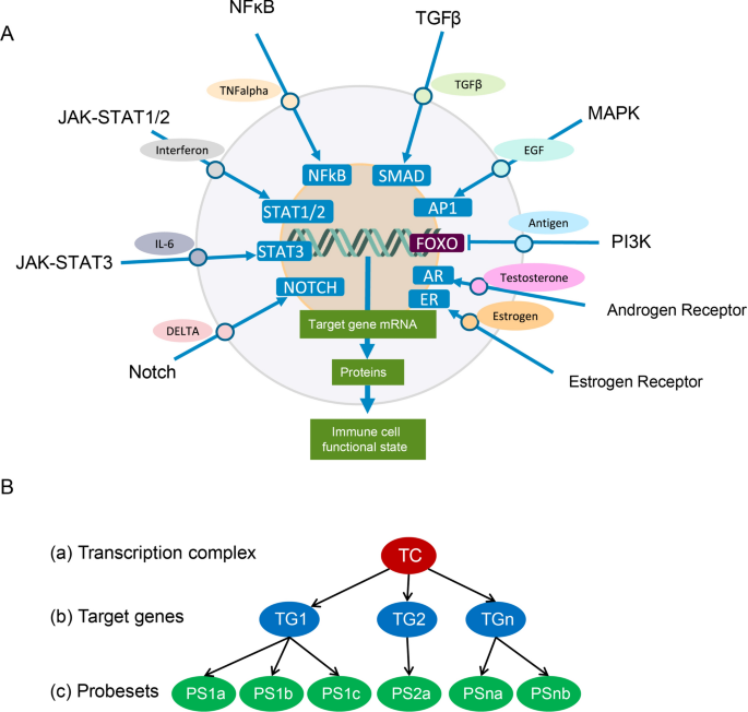Quantitative characterization of immune cells by measuring cellular
