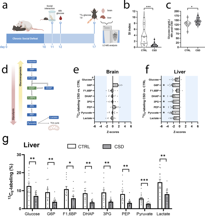 Adaptations in hepatic glucose metabolism after chronic social defeat ...