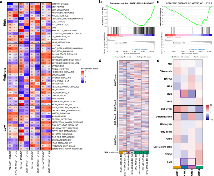 Effects of simulated microgravity on colorectal cancer organoids ... - 