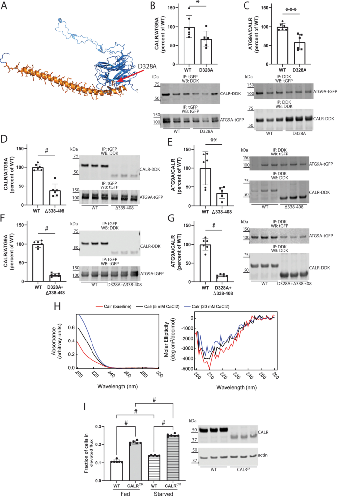 Ca+2 and Nε-lysine acetylation regulate the CALR-ATG9A interaction in ...