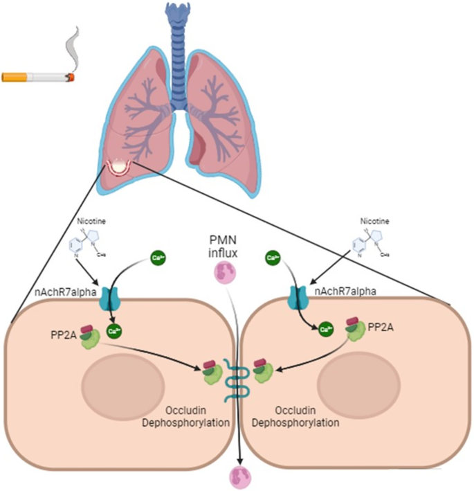 Cigarette smoke alters calcium flux to induce PP2A membrane trafficking and  endothelial cell permeability