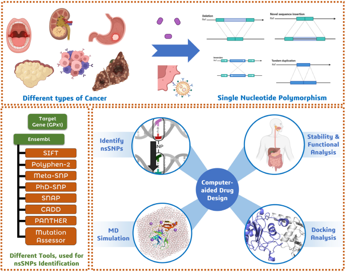 Analysis of damaging non-synonymous SNPs in GPx1 gene associated with ...