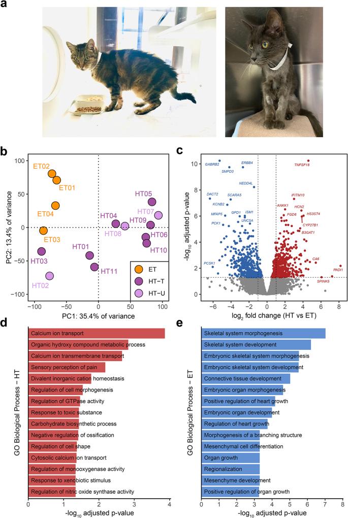 Transcriptomic Analysis Reveals A Critical Role For Activating Gsα 