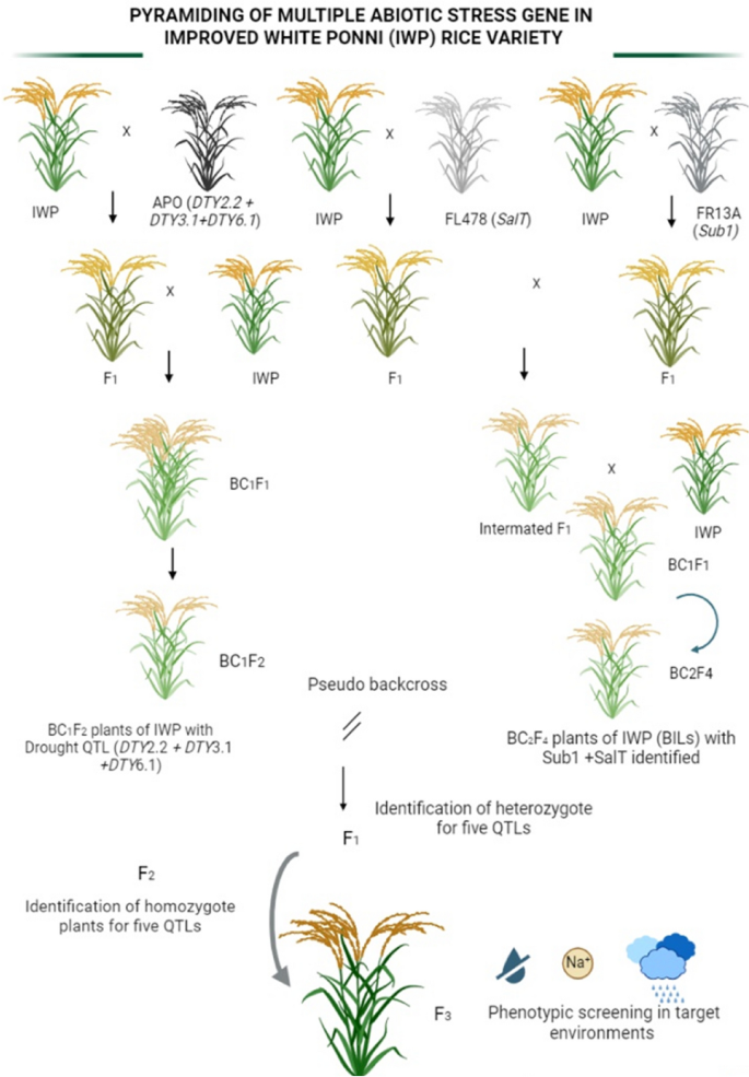 Marker-assisted pseudo-backcrossing for developing climate-resilient ...