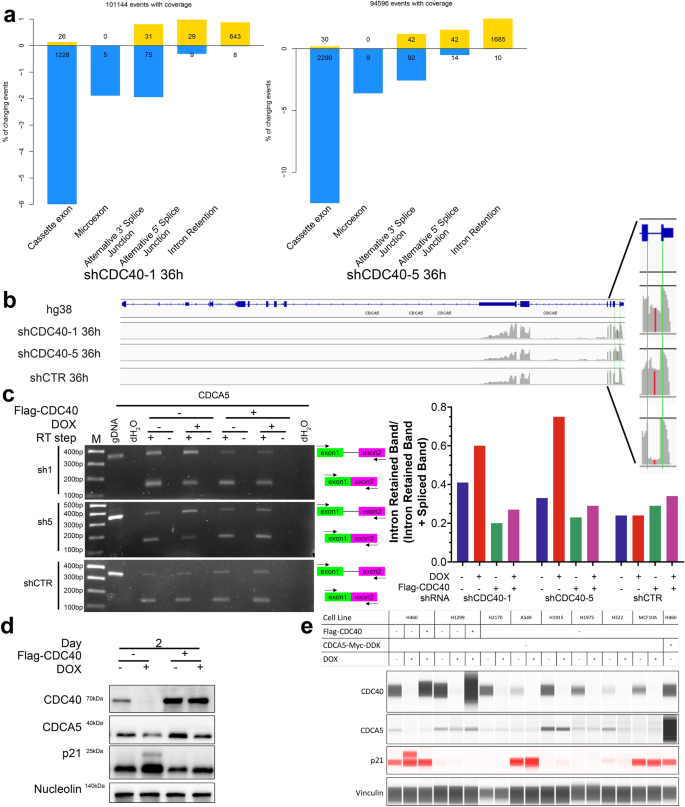 Cdc40 CDC40 suppression induces CDCA5 splicing defects and anti-proliferative ...