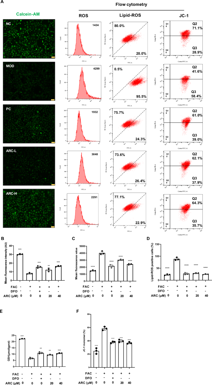 Arctiin alleviates knee osteoarthritis by suppressing chondrocyte oxidative  stress induced by accumulated iron via AKT/NRF2/HO-1 signaling pathway |  Scientific Reports