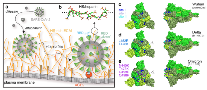 Evolution of SARS-CoV-2 spike trimers towards optimized heparan sulfate ...