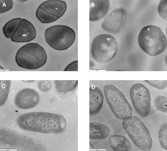 Clo2 Toxicity Antimicrobial properties and toxicity challenges of chlorine dioxide ...