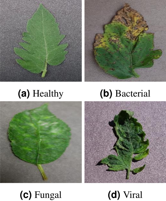 Assessing the performance of domain-specific models for plant leaf disease  classification: a comprehensive benchmark of transfer-learning on open  datasets | Scientific Reports